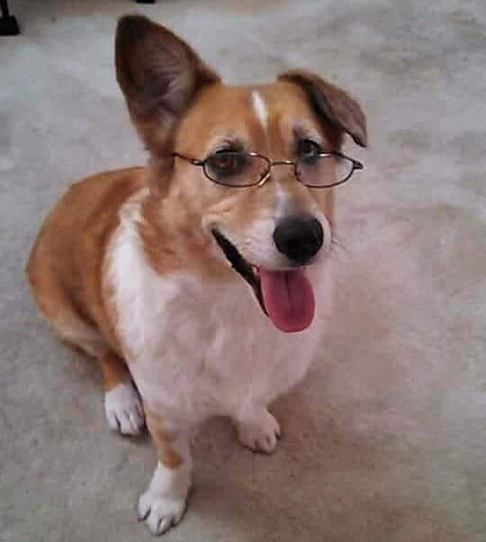 Corgi australian shepherd