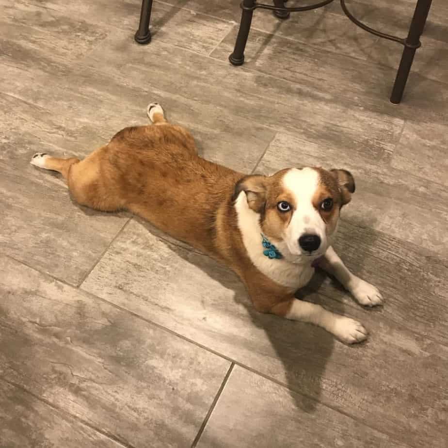 Australian shepherd crossed with corgi