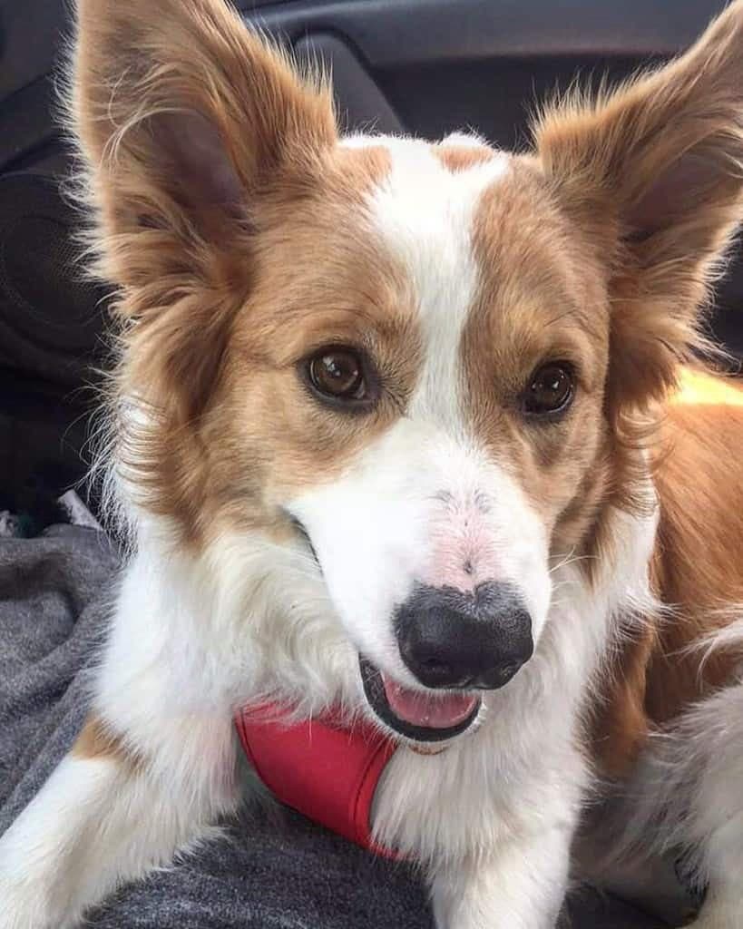 Australian shepherd corgi mix