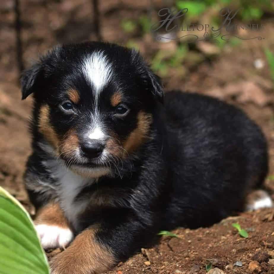 Australian shepherd corgi mix