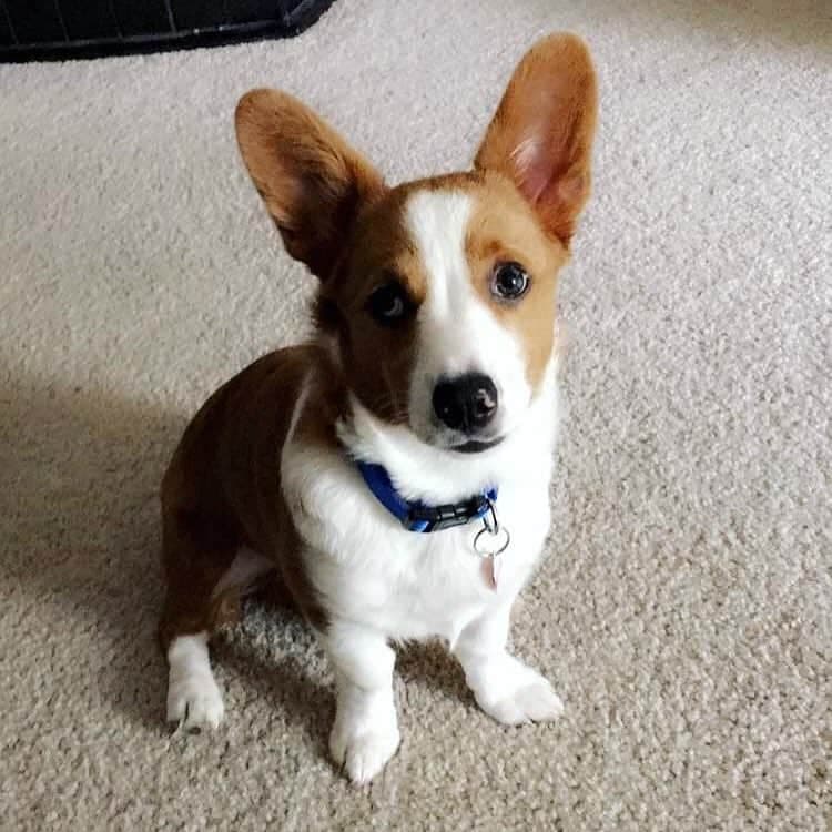 Corgi mixed with Australian Shepherd