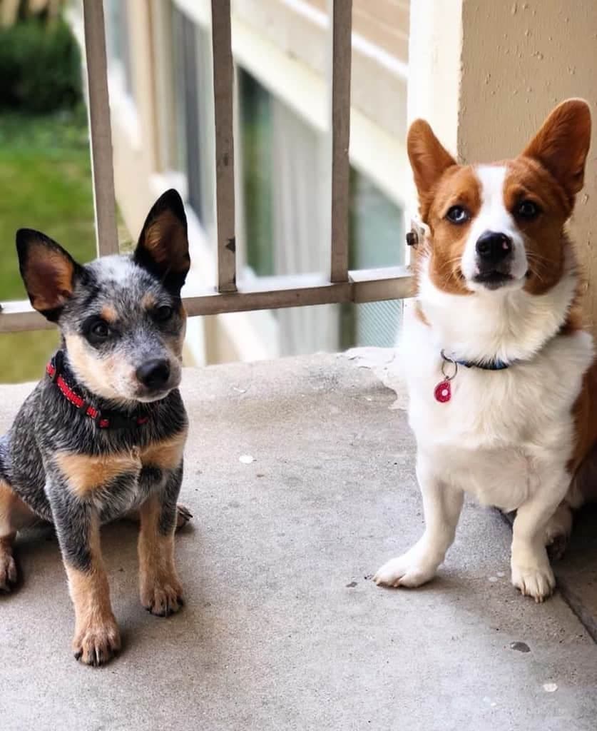 Australian shepherd corgi mix