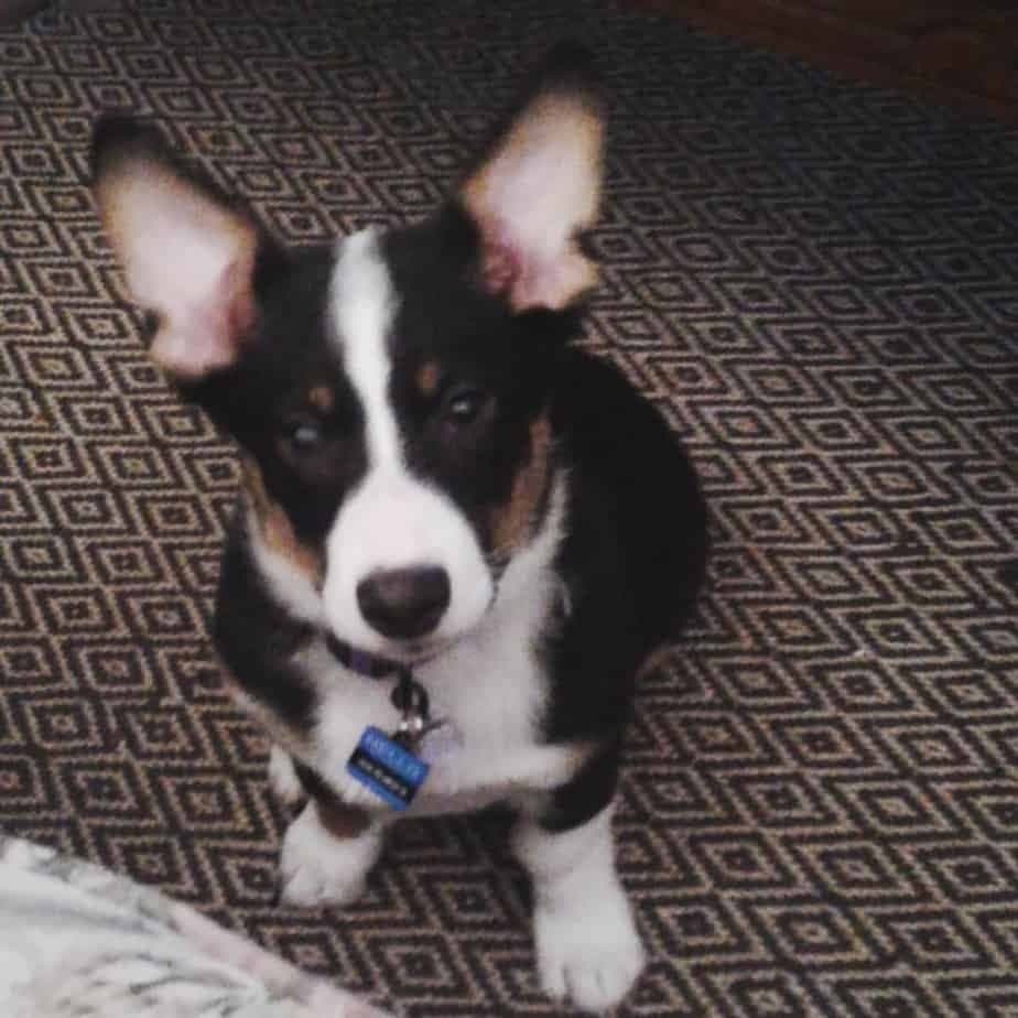 Australian shepherd mixed with corg