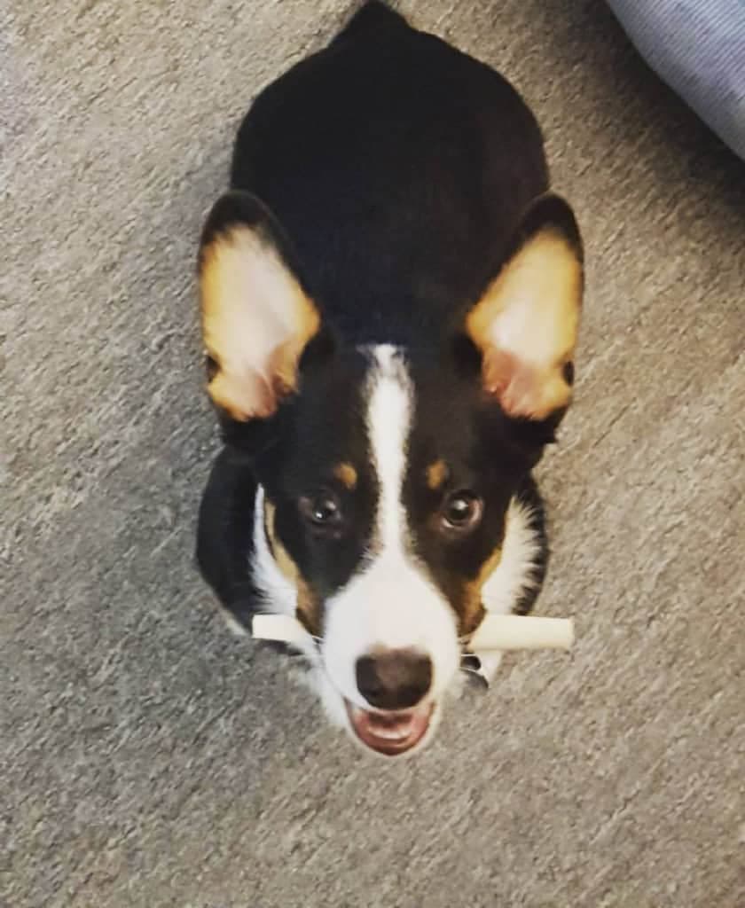 Corgi crossed with Australian Shepherd