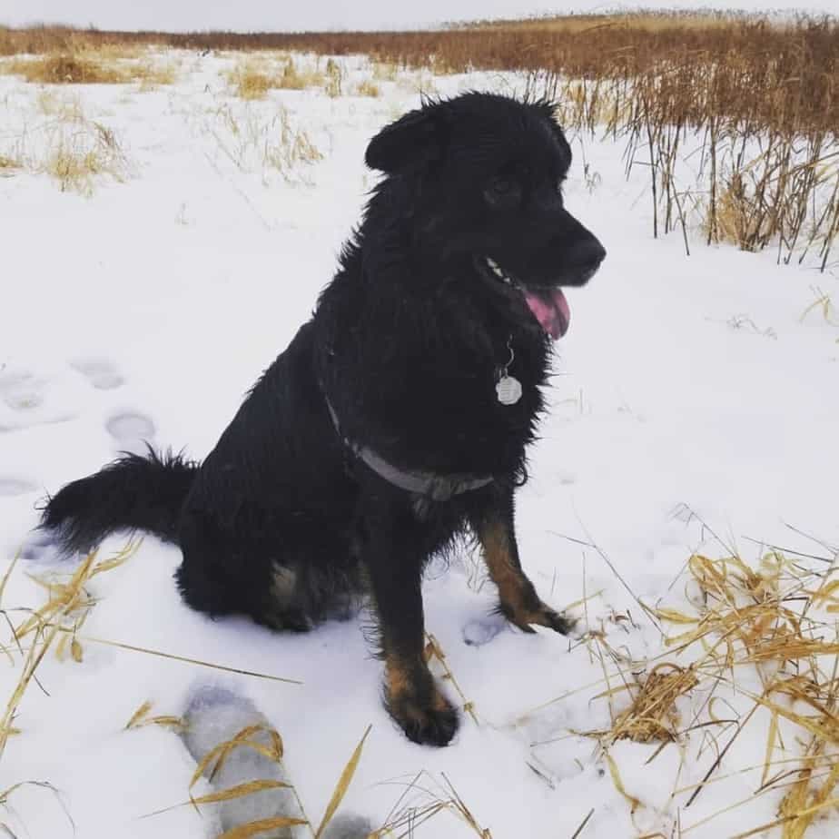 Australian Shepherd crossed with German Shepherd