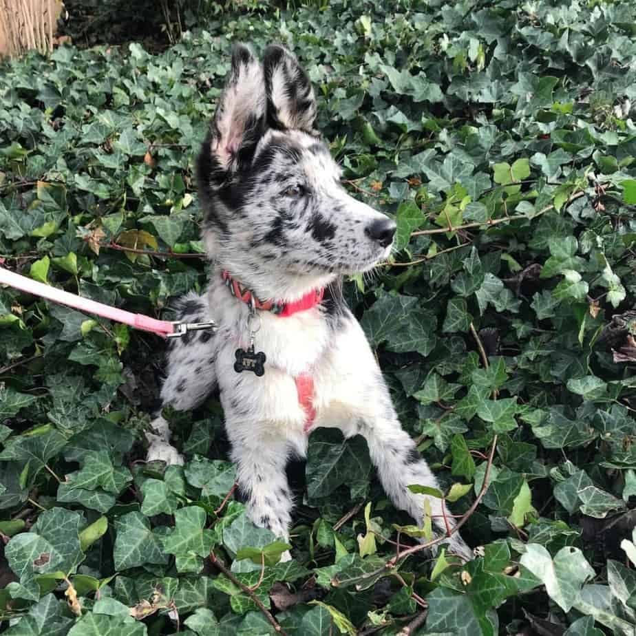 Australian Shepherd German Shepherds