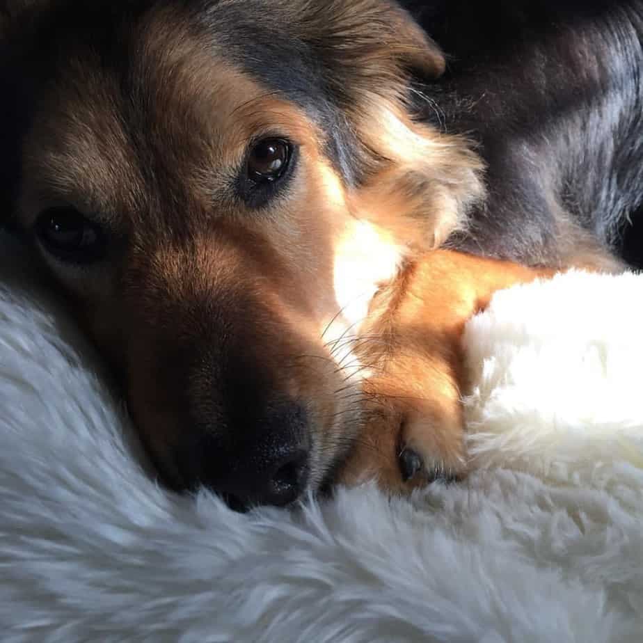 Australian shepherd mixed with german shepherd