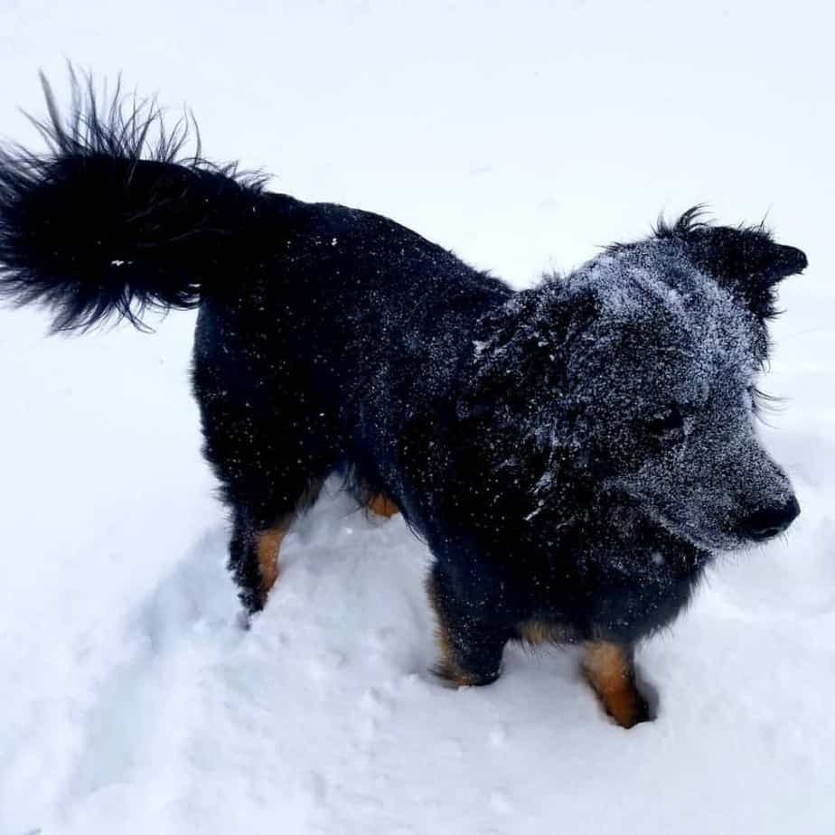 German shepherd mixed with australian shepherd