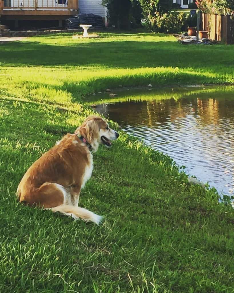 Australian Shepherd and Golden Retriever Mix