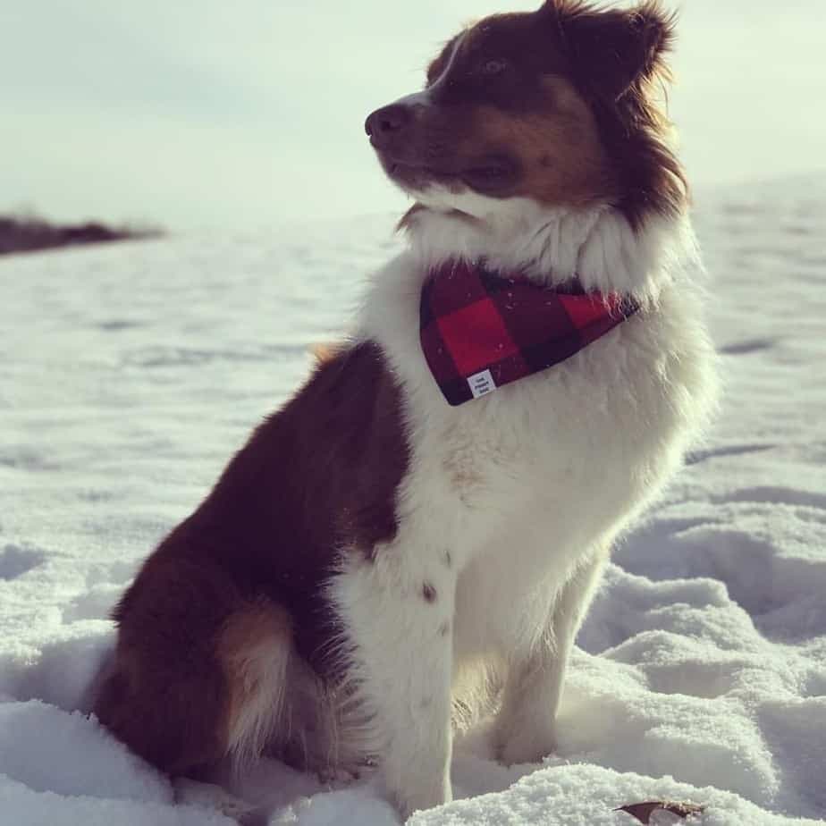 Australian Shepherd Golden Retriever crossbreed