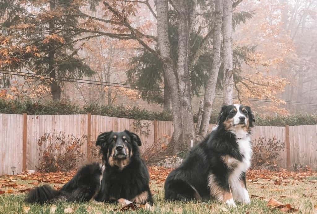 Crossbreed Australian Shepherd Golden Retriever