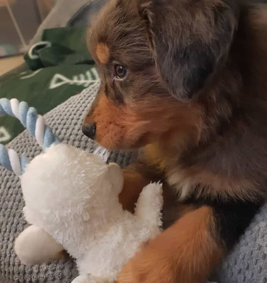 Golden retriever crossbreed with australian shepherd