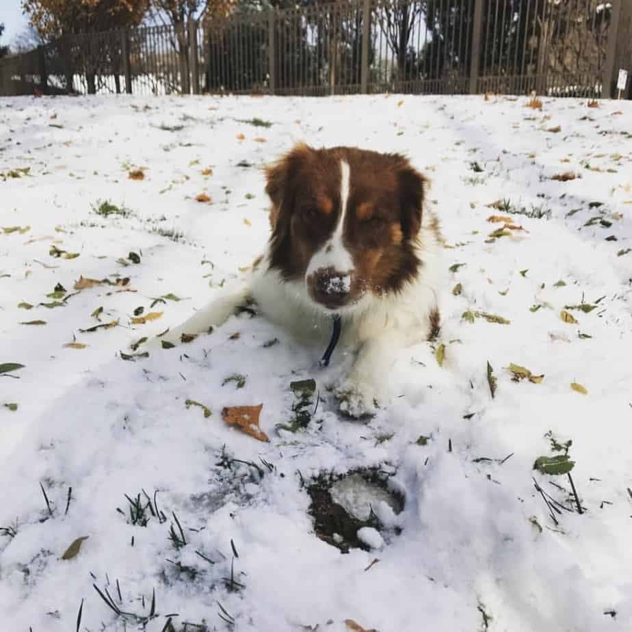 Golden retriever crossbreed with australian shepherd