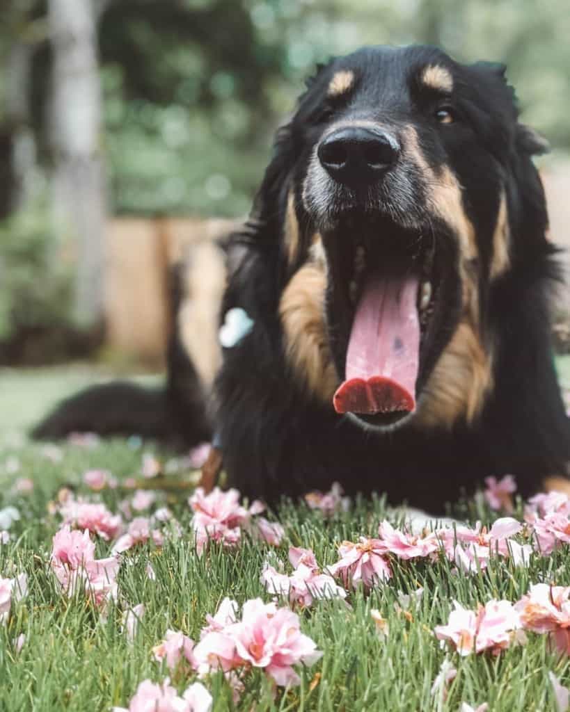 Golden retriever with australian shepherd breed