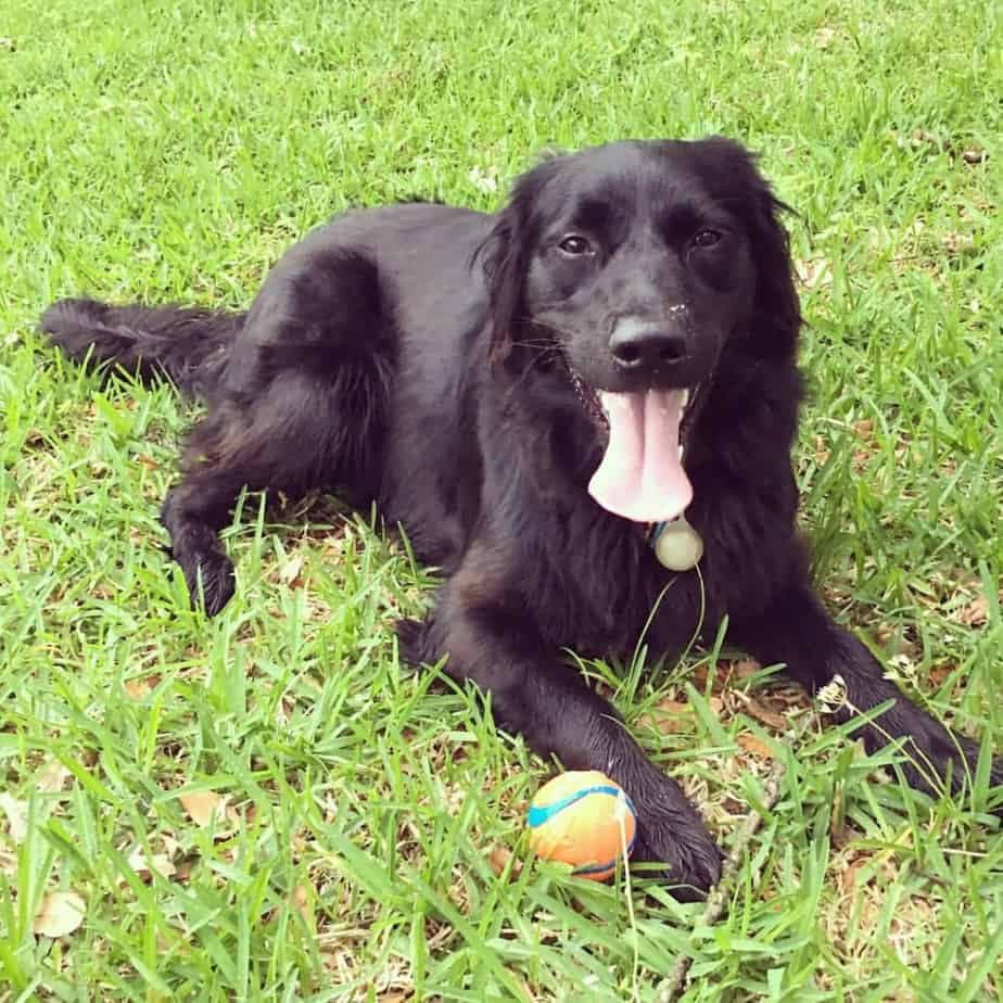 Crossbreed Australian Shepherd Golden Retriever