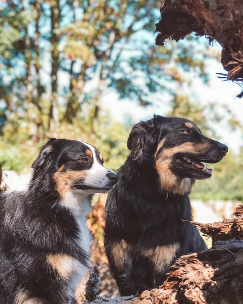 Australian Shepherd Golden Retriever crossbreed