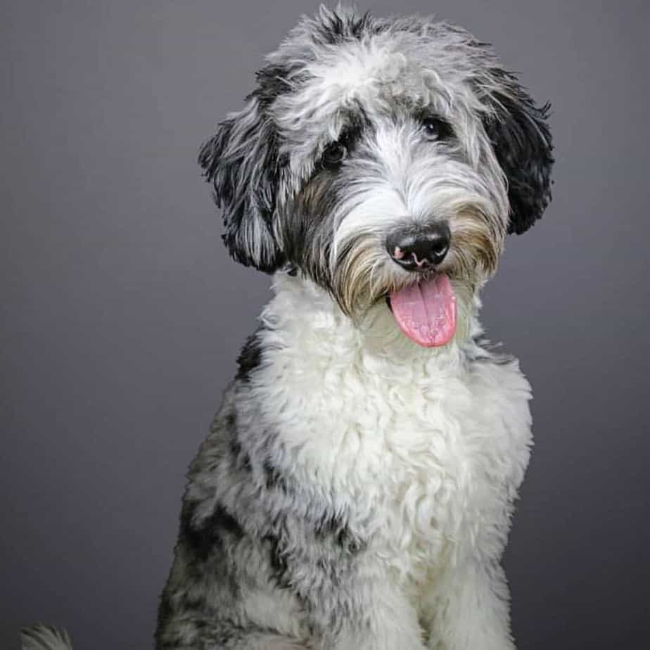 Australian shepherd mixed with poodle