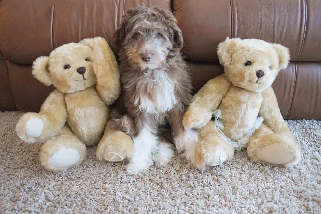 Australian Shepherd Poodle