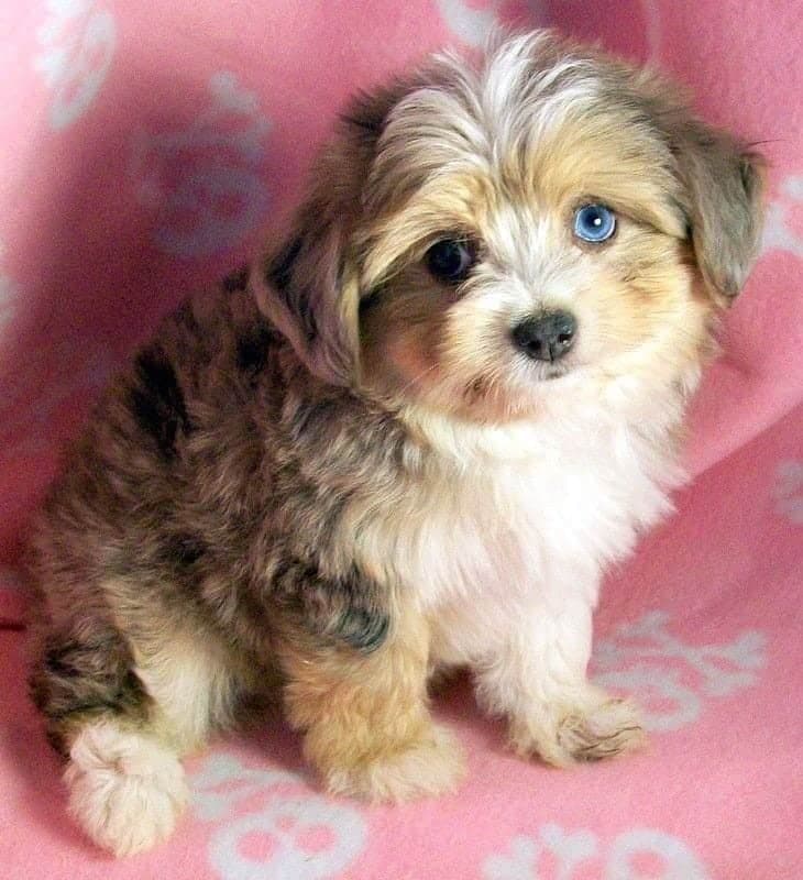 Poodle Australian mixed with Shepherd