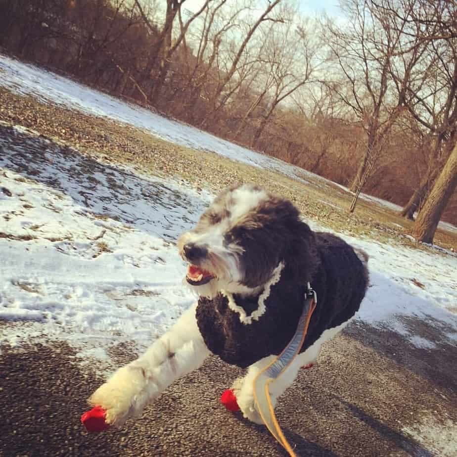 Australian Shepherd Poodles