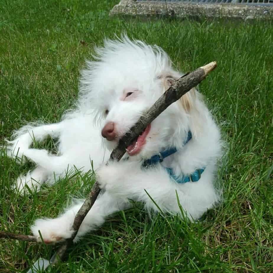 Australian Shepherd Poodle Mix