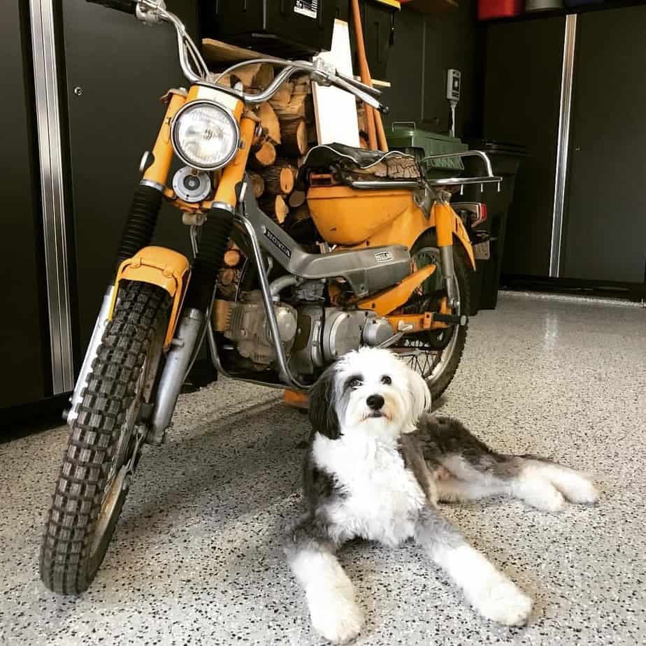 Australian Shepherd combined with Poodle