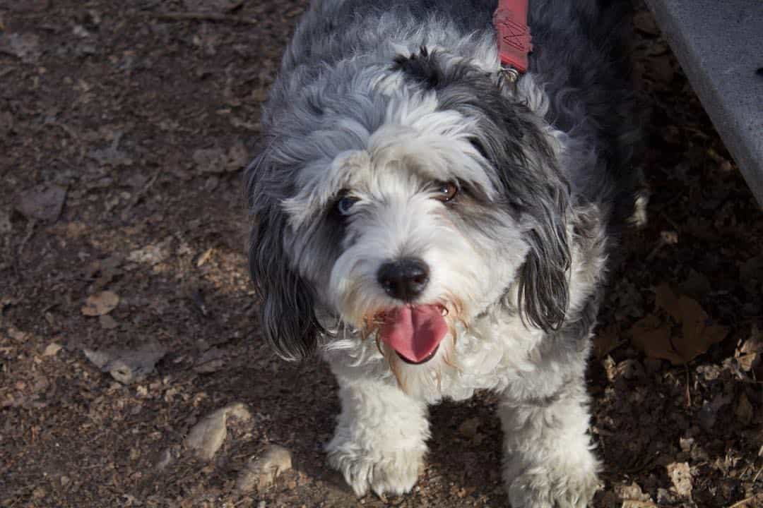 Poodle Australian Shepherds