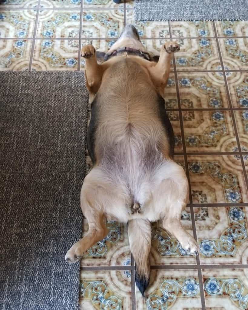 Basset hound beagle