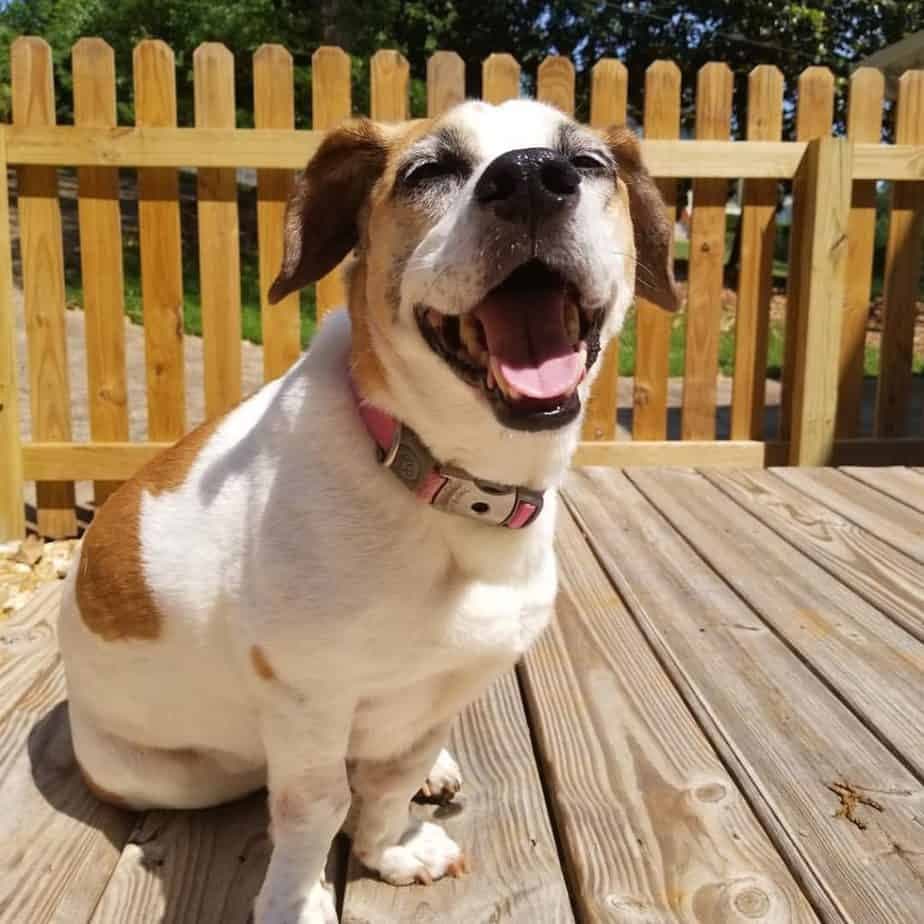 Beagle basset hound crossed with beaglecrossed with pitbull