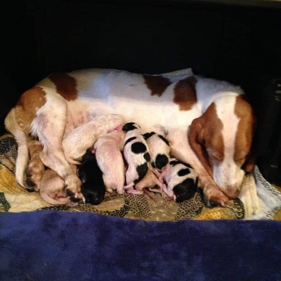 Basset hound mixed with beagle