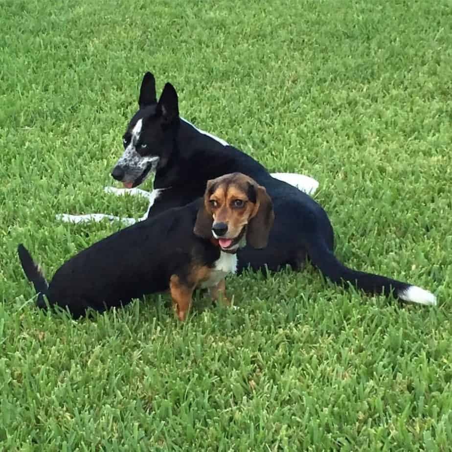 Beagle Basset Hound mix