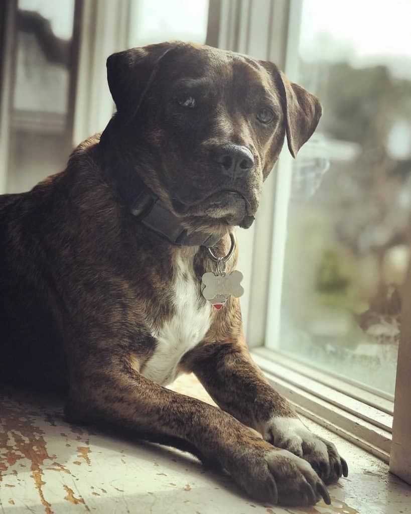 Boxer combined with beagle