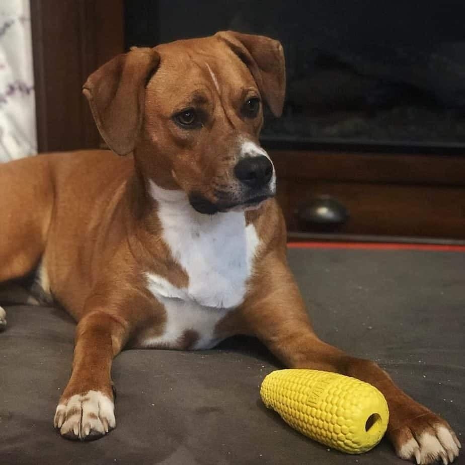 Boxer mixed with Beagle