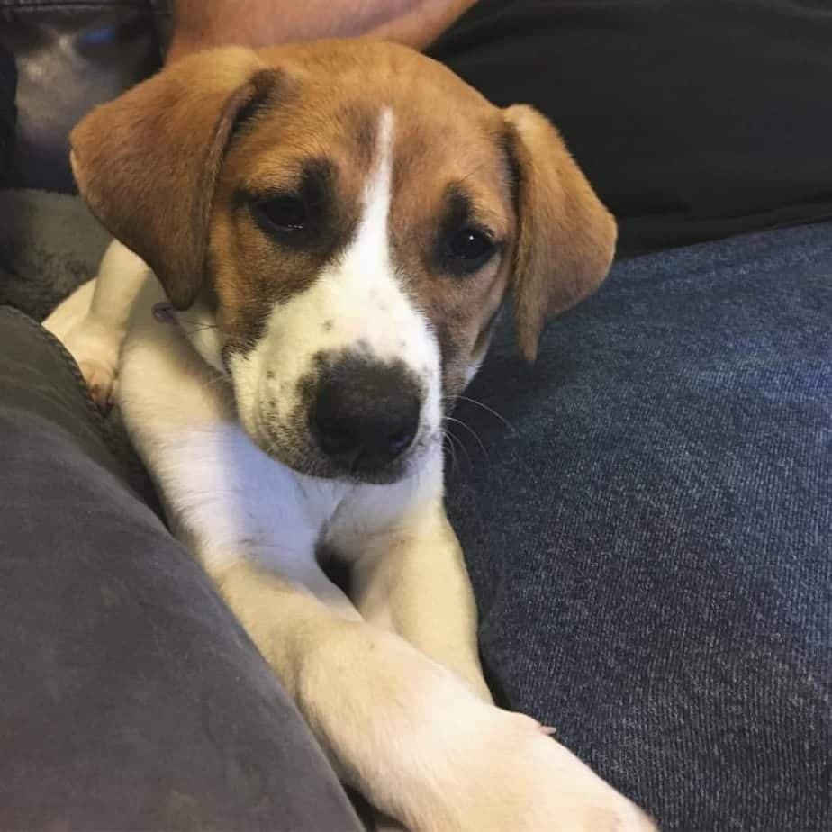 Beagle Boxer Mix Facts