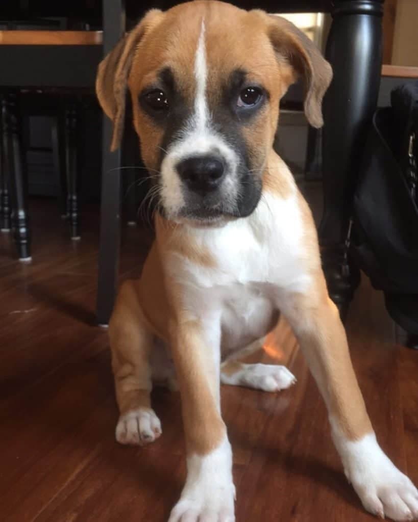 Beagle Boxer Mix Facts