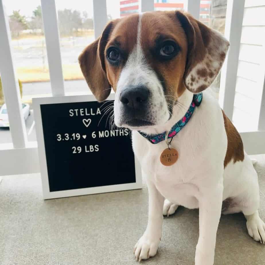 Beagle Boxer Mix