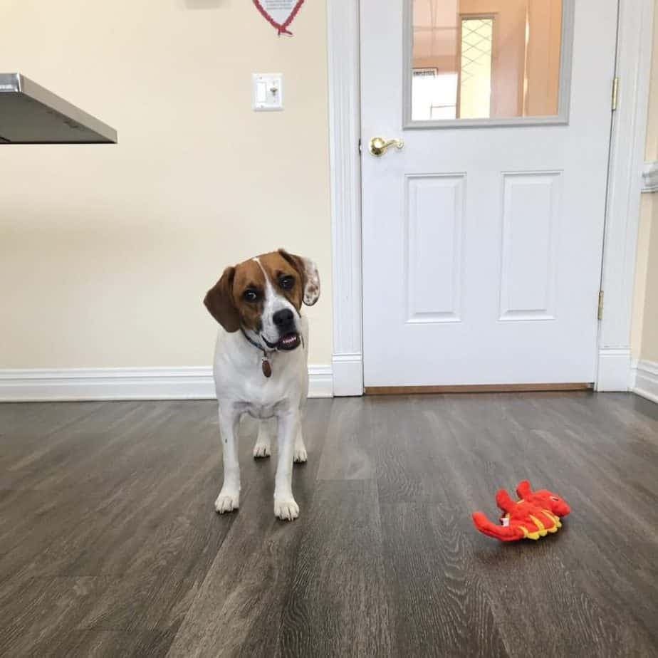 Boxer Combined with Beagle