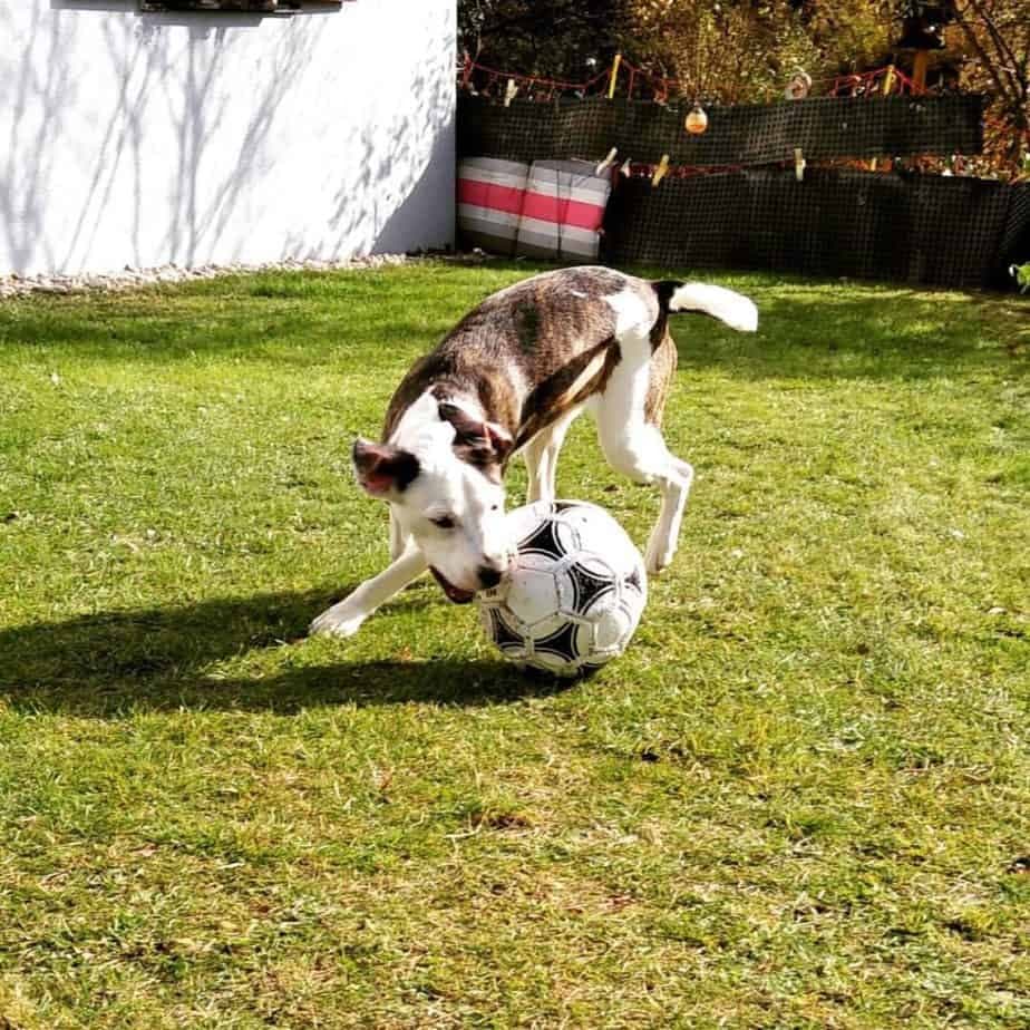 Beagle combined with boxer