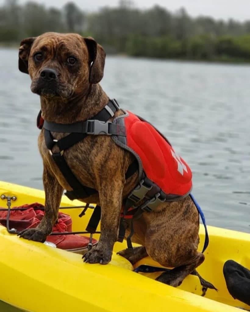 Beagle combined with boxer