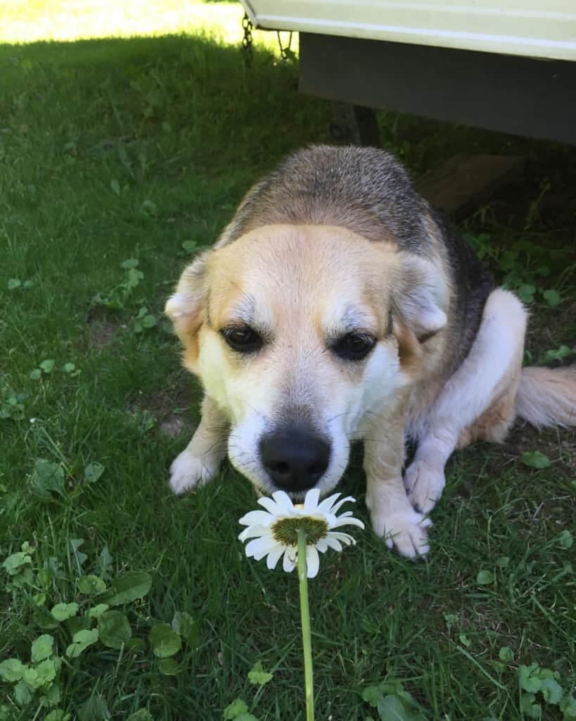 Beagle mixed with Corgi