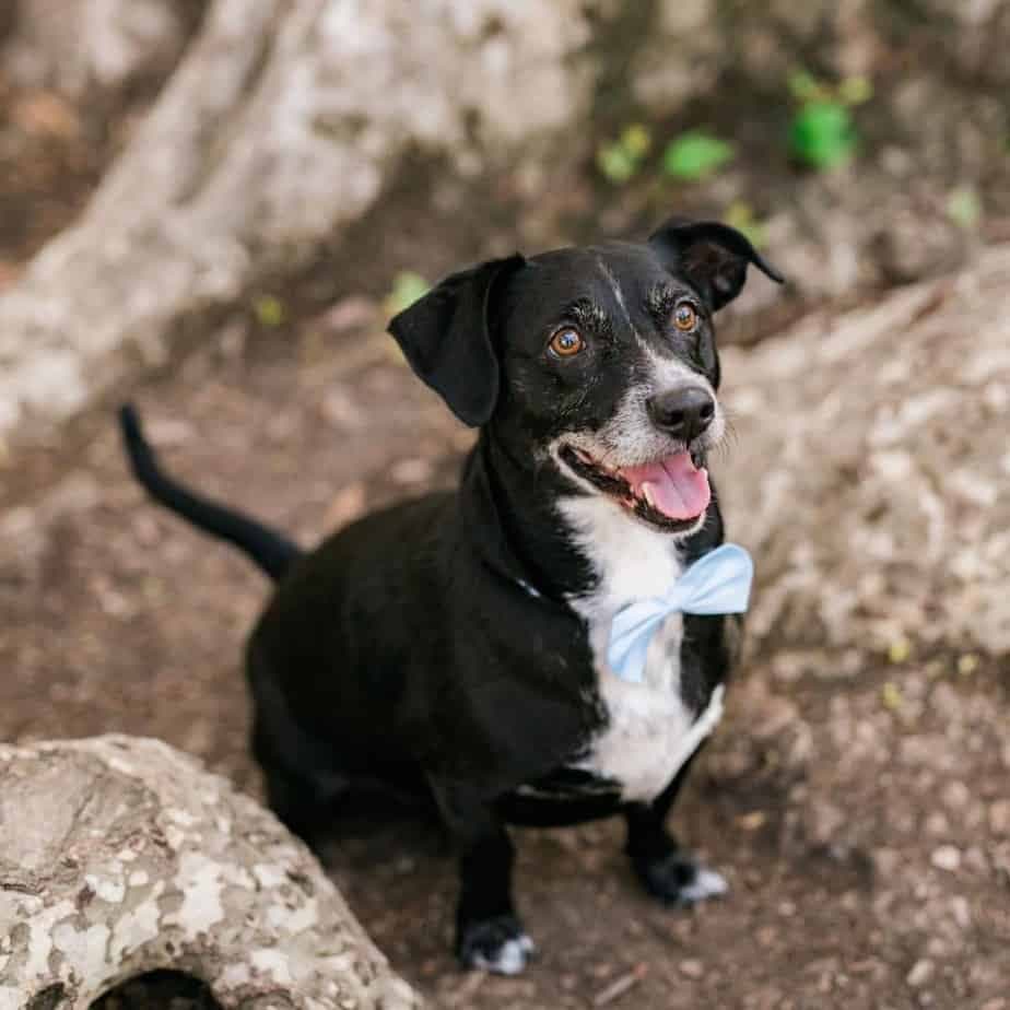 Corgi crossed with Beagle