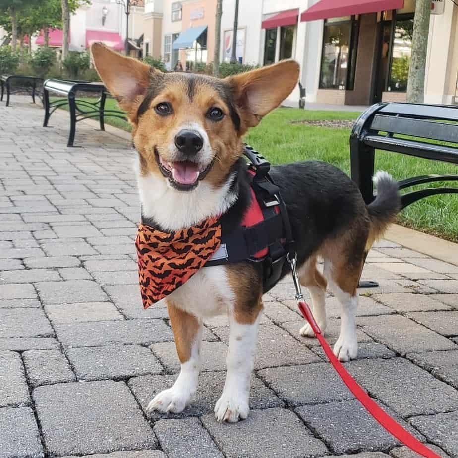 Beagle corgis