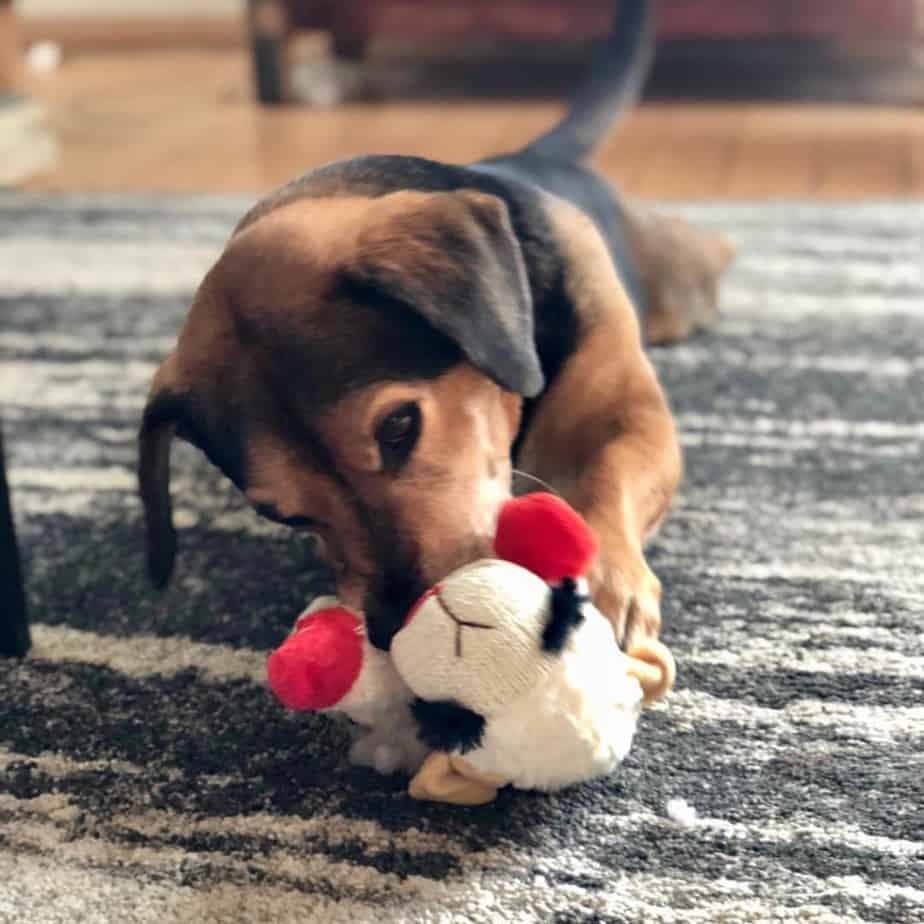 Beagle crossed with Corgi