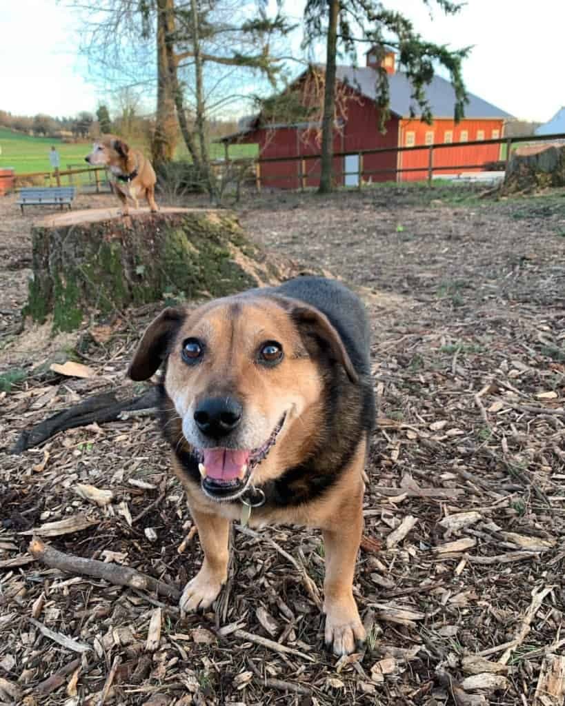 Corgi beagle mix