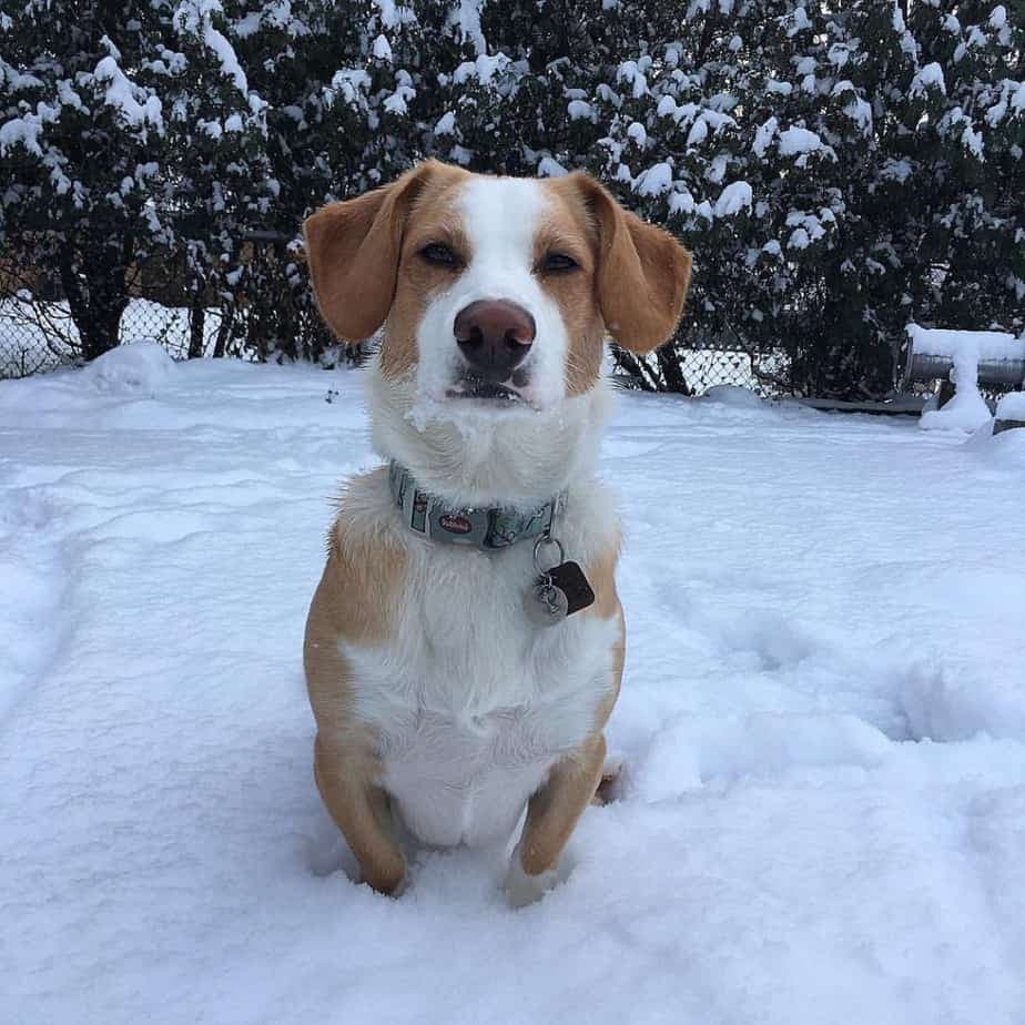 Beagle corgi mix