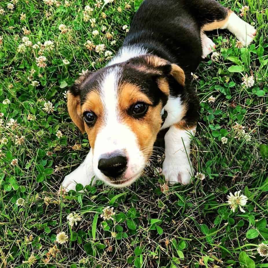 Corgi mixed with Beagle