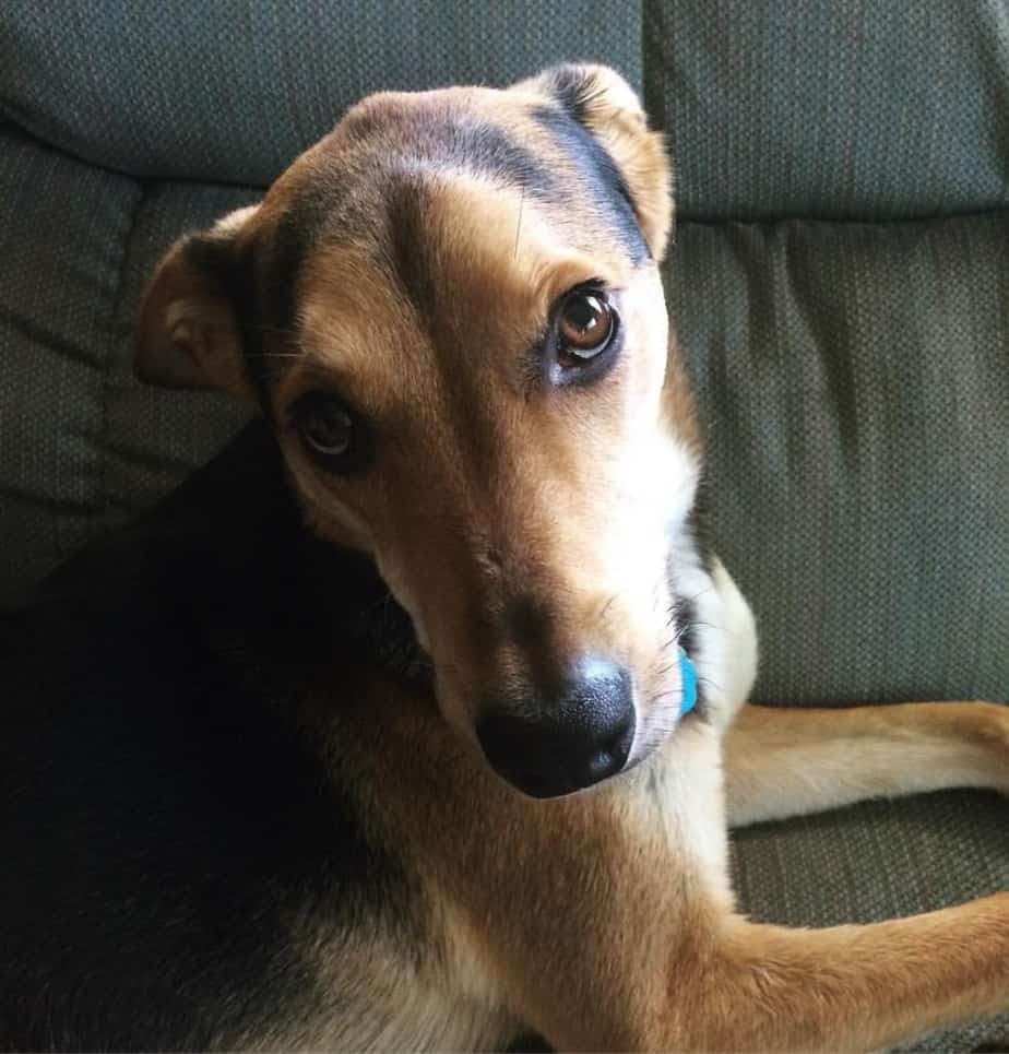 German shepherd mixed with beagle