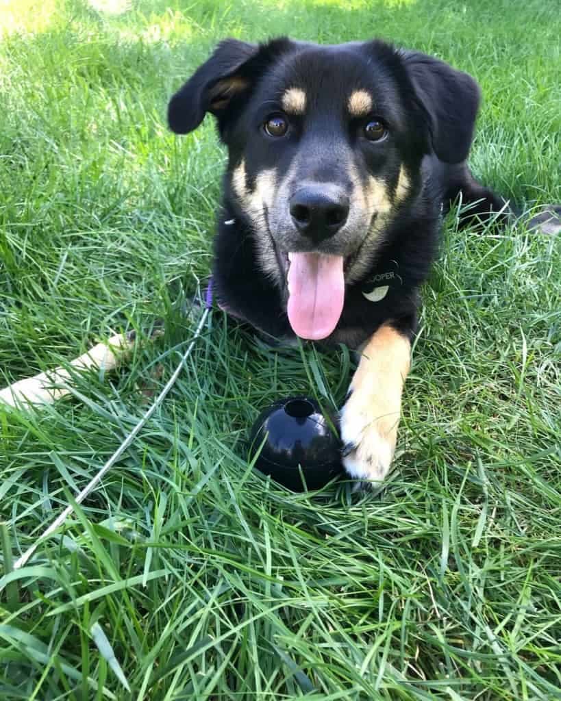 German shepherd beagle