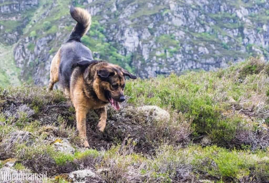 Beagle german shepherd