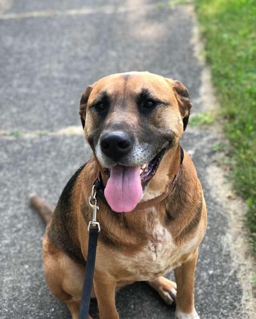 German Shepherd Beagle Lab Mix